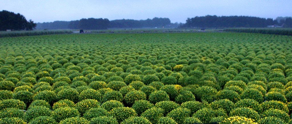 Bolchrysanten op het veld